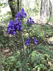 Aconitum taigicola