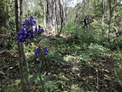 Aconitum taigicola