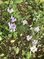 Aconitum taigicola