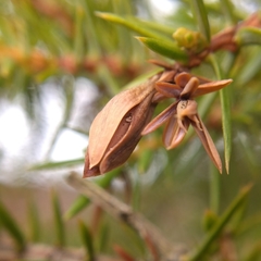 Oligotrophus juniperinus