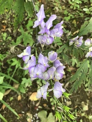 Aconitum taigicola