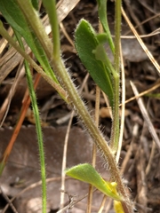 Chamaesaracha edwardsiana