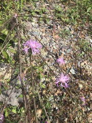 Centaurea pseudomaculosa