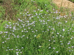 Wahlenbergia krebsii