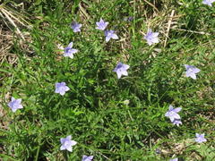 Wahlenbergia krebsii