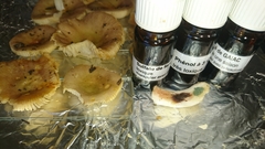 Russula cistoadelpha