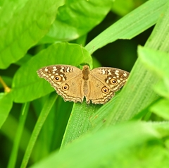 Junonia lemonias