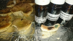 Russula cistoadelpha