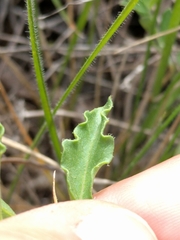 Chamaesaracha edwardsiana