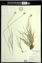 Carex mesochorea