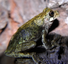 Hyla avivoca