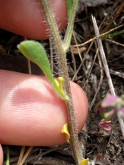 Chamaesaracha edwardsiana