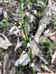 Prasophyllum brevilabre