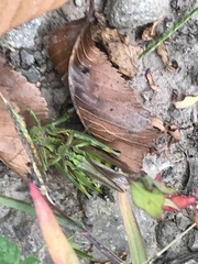 Ognevia longipennis
