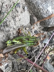 Ognevia longipennis
