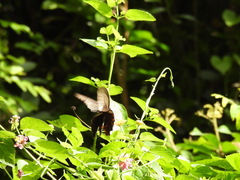 Papilio protenor