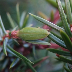 Oligotrophus juniperinus