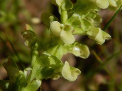 Pterygodium volucris