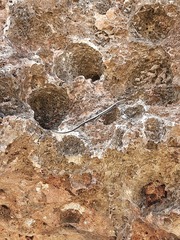 Cryptoblepharus africanus