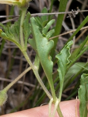 Chamaesaracha edwardsiana
