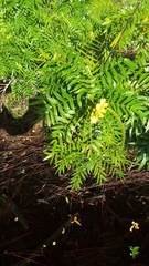 Senna ligustrina