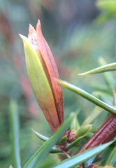 Oligotrophus juniperinus