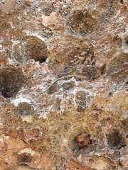 Cryptoblepharus africanus