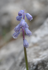 Muscari parviflorum