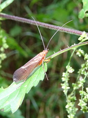 Anabolia furcata