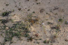 Adenogramma glomerata