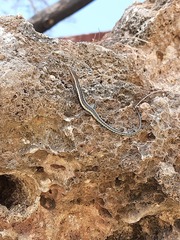 Cryptoblepharus africanus