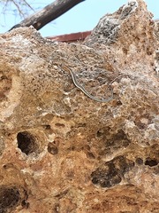 Cryptoblepharus africanus