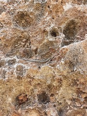 Cryptoblepharus africanus