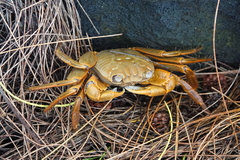 Geograpsus crinipes