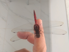 Tauriphila australis