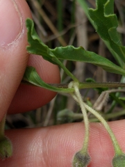 Chamaesaracha edwardsiana