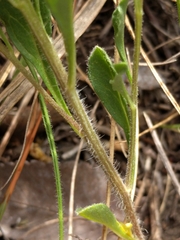 Chamaesaracha edwardsiana