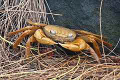 Geograpsus crinipes