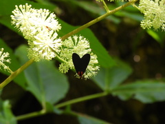 Ctenucha rubroscapus