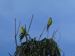 Eupsittula canicularis