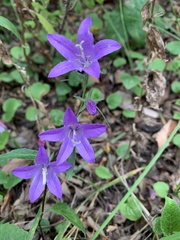 Campanula parryi