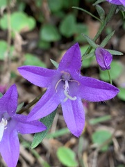 Campanula parryi