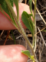 Chamaesaracha edwardsiana