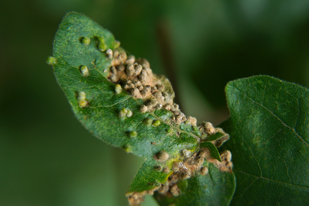 Aceria myriadeum from Mitte, Leipzig, Deutschland on September 24, 2021