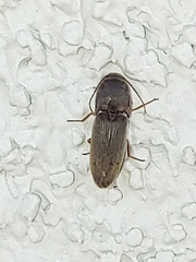 Elateroidea