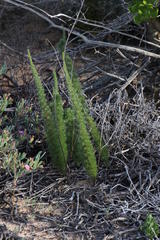Asparagus juniperoides