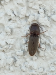 Elateroidea