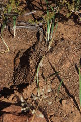 Duthiastrum linifolium