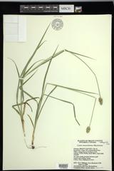 Carex mesochorea