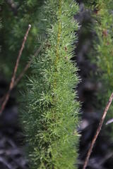 Asparagus juniperoides
